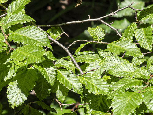 Eastern hornbeam (Carpinus orientalis)