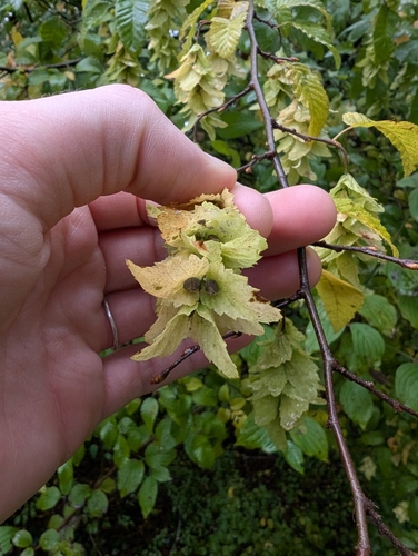 Eastern hornbeam (Carpinus orientalis)