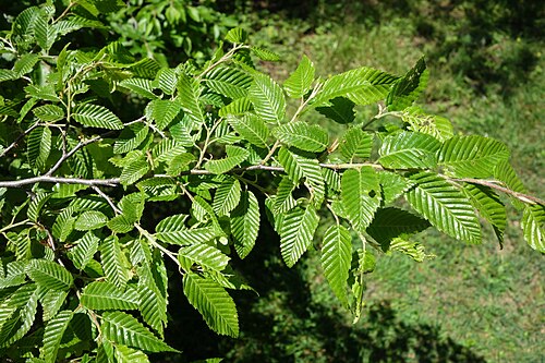 Eastern hornbeam: Botanical specimen in Arnold Arboretum, Jamaica Plain, Boston, Massachusetts, USA.
