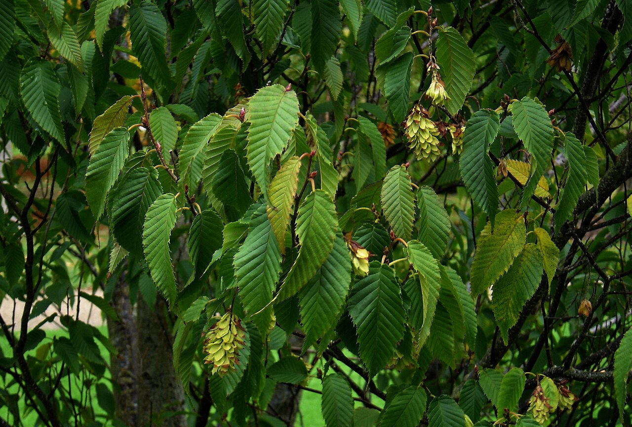 Carpinus rankanensis: I'm always looking out for smaller shrubby relatives of what we usually consider large trees with a view to recommending them for small gardens. The hornbeams a
