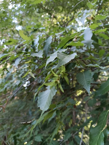 Hornbeam (Carpinus tropicalis)
