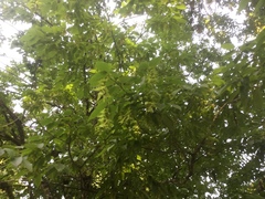 Hornbeam (Carpinus tropicalis)