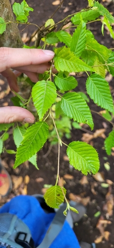 Hornbeam (Carpinus tropicalis)