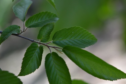 Hornbeam (Carpinus tropicalis)