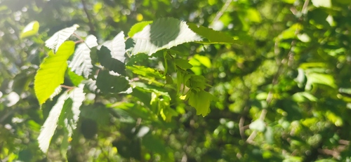 Hornbeam (Carpinus tropicalis)
