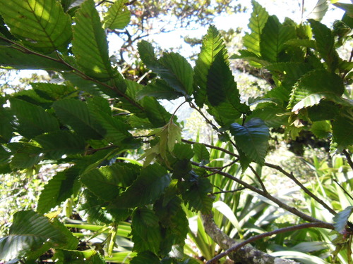 Hornbeam (Carpinus tropicalis)
