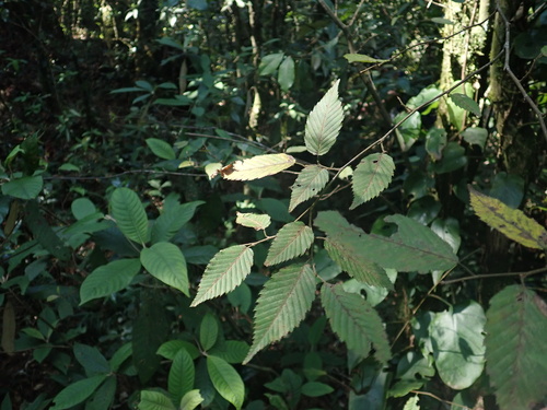 Hornbeam (Carpinus tropicalis)