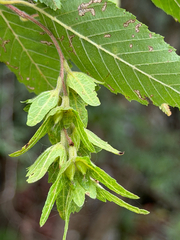 Hornbeam (Carpinus tropicalis)
