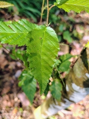 Hornbeam (Carpinus tropicalis)