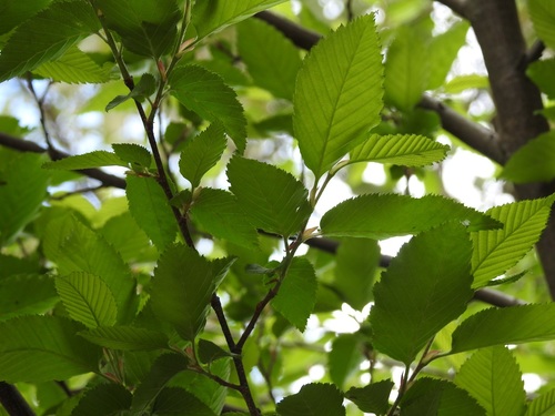 Hornbeam (Carpinus tropicalis)