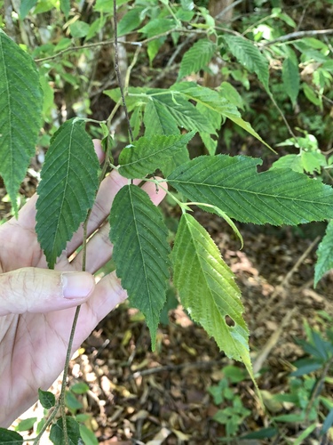 Carpinus viminea (Carpinus viminea)