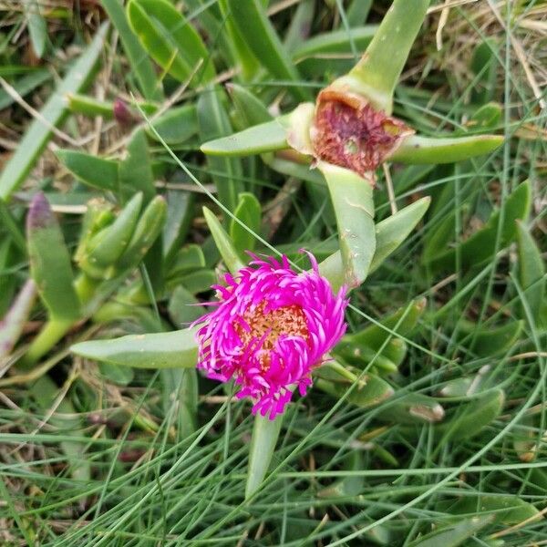 Carpobrotus acinaciformis (Carpobrotus acinaciformis)
