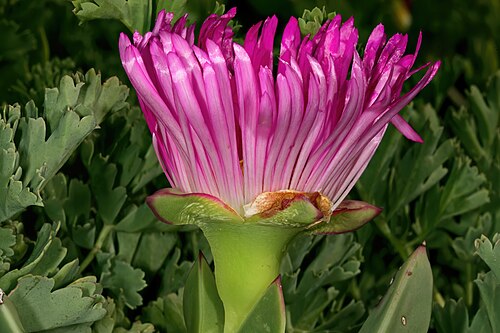 Carpobrotus acinaciformis: Carpobrotus acinaciformis , flower; strandveld, Koeberg Nature Reserve, West Coast, Western Cape, South Africa