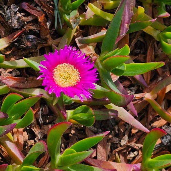 Carpobrotus acinaciformis (Carpobrotus acinaciformis)