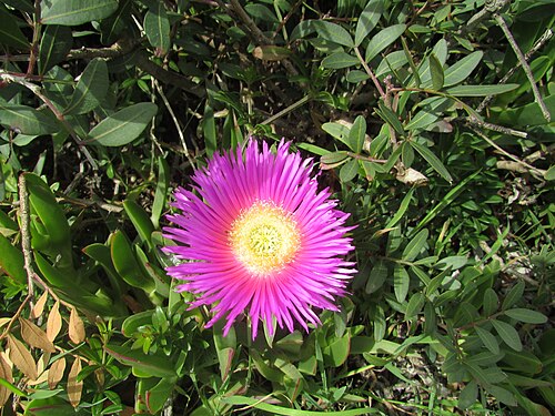 Carpobrotus acinaciformis: The flower of a Hottentot-fig (Carpobrotus_acinaciformis) located on the cliff tops above Praia de Arrifes which west of the city of Albufeira , Algarve, Portug