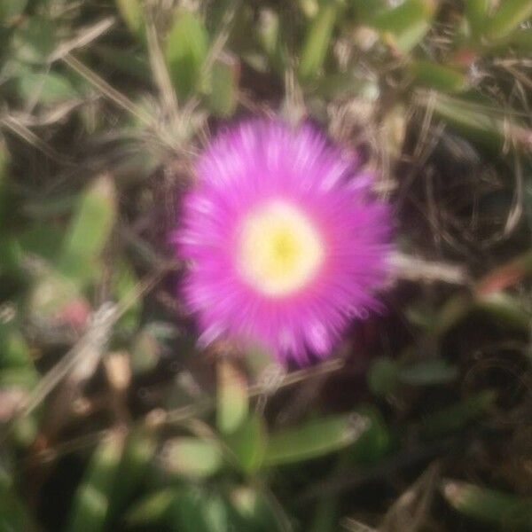 Carpobrotus acinaciformis (Carpobrotus acinaciformis)