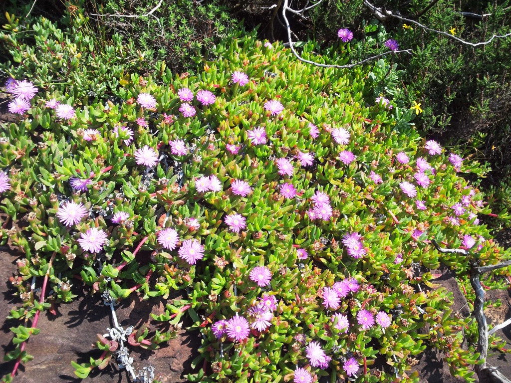 Carpobrotus acinaciformis: Unidentified vygie succulent - Devils Peak - Cape Town