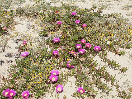 Carpobrotus acinaciformis: Hottentot Fig close to Torregrande, Sardinia, Italy