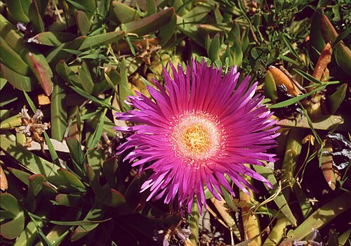 Carpobrotus acinaciformis: Carpobrotus acinaciformis , Mittagsblumengewächse (Aizoaceae) – Griechenland/Ελλάδα/Greece: Kato Katelios/Κάτω Κατελειός