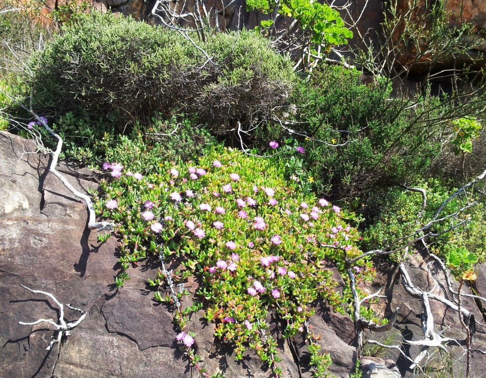 Carpobrotus acinaciformis: Unidentified vygie succulent - Devils Peak - Cape Town