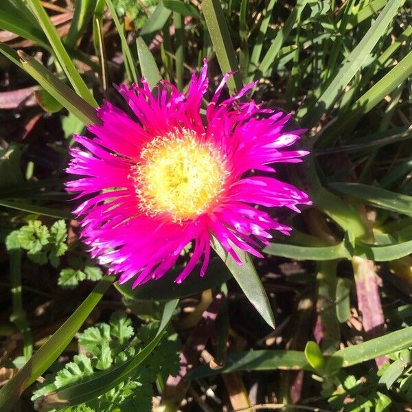 Carpobrotus acinaciformis (Carpobrotus acinaciformis)