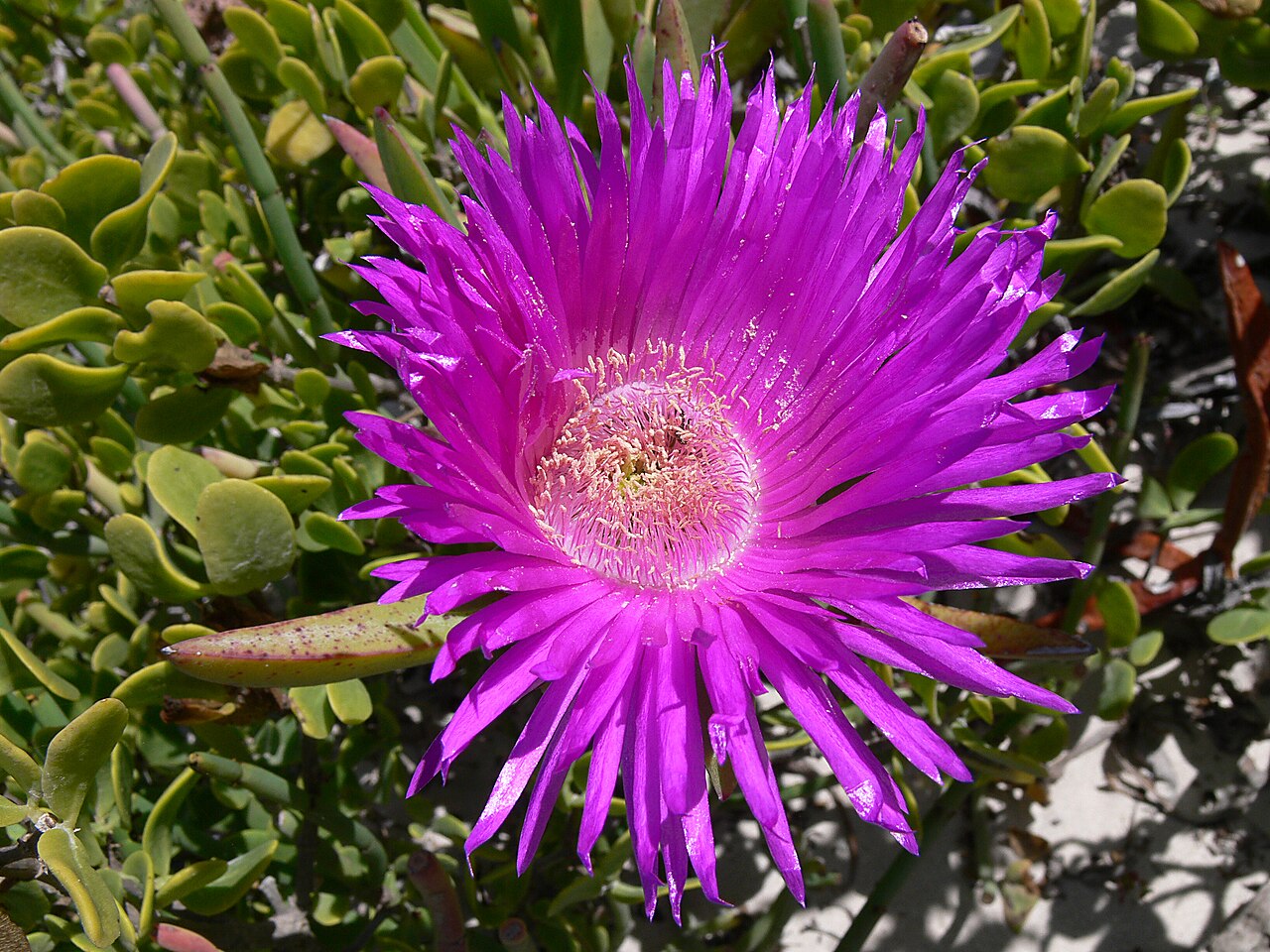 Carpobrotus acinaciformis: Rote Mittagsblume Carpobrotus acinaciformis (L.) L. Bolus, de Hoop National Park, Westkap, Südafrika