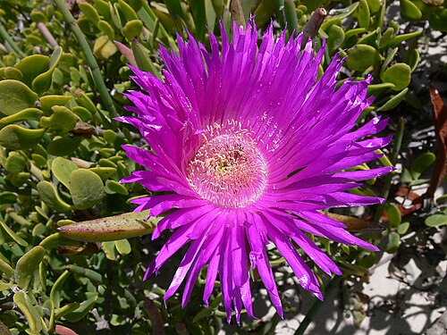 Carpobrotus acinaciformis