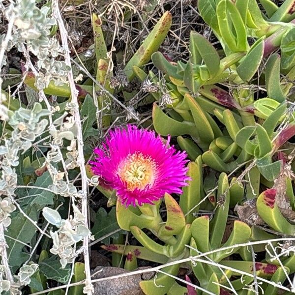 Carpobrotus acinaciformis (Carpobrotus acinaciformis)