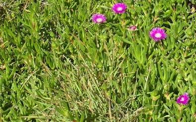 Carpobrotus deliciosus: Carpobrotus deliciosus - South africa.