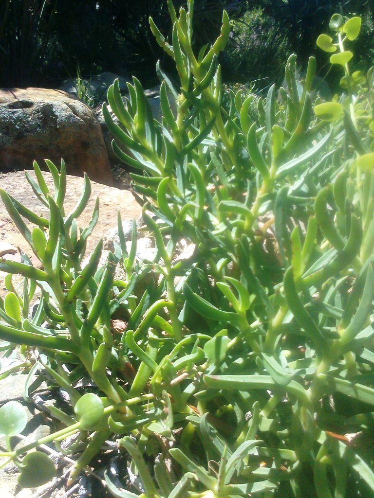 Carpobrotus deliciosus: Carpobrotus deliciosus - Plettenberg bay - South Africa.