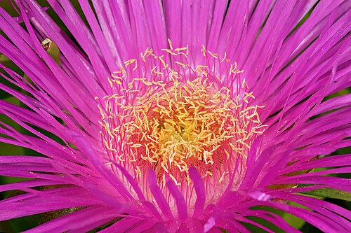 Carpobrotus deliciosus: Carpobrotus deliciosus , detail of flower centre; coastal vegetation, Heroldsbaai, Western Cape, South Africa