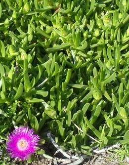 Carpobrotus deliciosus: Carpobrotus deliciosus - South africa.