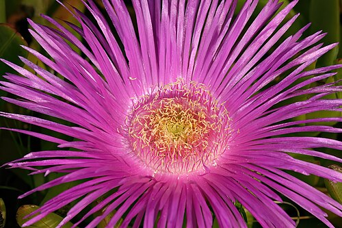 Carpobrotus deliciosus: Carpobrotus deliciosus , flower; coastal vegetation, Heroldsbaai, Western Cape, South Africa