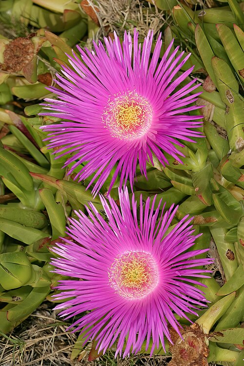 Carpobrotus deliciosus: Carpobrotus deliciosus , flowers; coastal vegetation, Heroldsbaai, Western Cape, South Africa