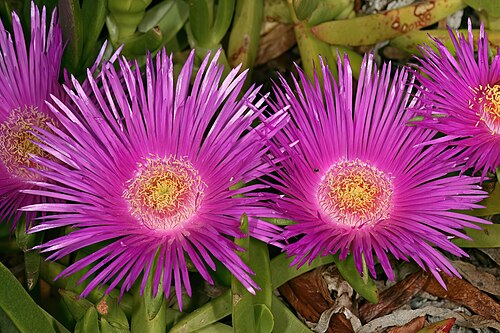 Carpobrotus deliciosus: Carpobrotus deliciosus , flowers; coastal vegetation, Heroldsbaai, Western Cape, South Africa