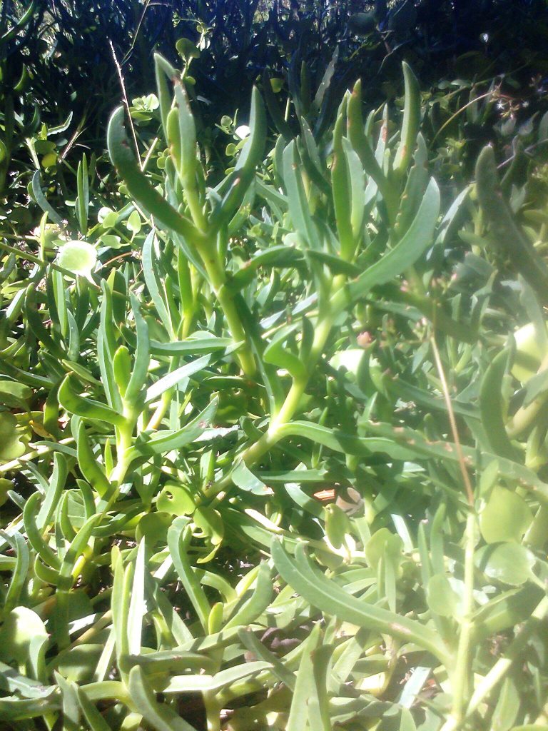 Carpobrotus deliciosus: Carpobrotus deliciosus - Plettenberg bay - South Africa.