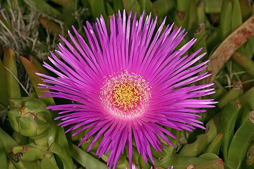 Carpobrotus deliciosus: Carpobrotus deliciosus , flower; coastal vegetation, Heroldsbaai, Western Cape, South Africa