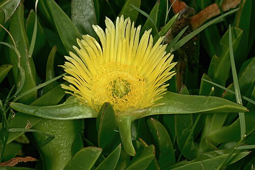 Hottentot fig: Carpobrotus edulis , flower; Harold Porter National Botanical Garden, Betty's Bay, Western Cape, South Africa