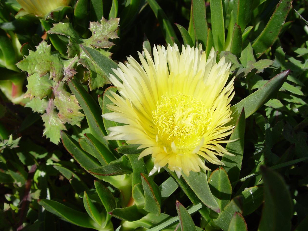 Hottentot fig: Name Carpobrotus edulis Familiy Aizoaceae