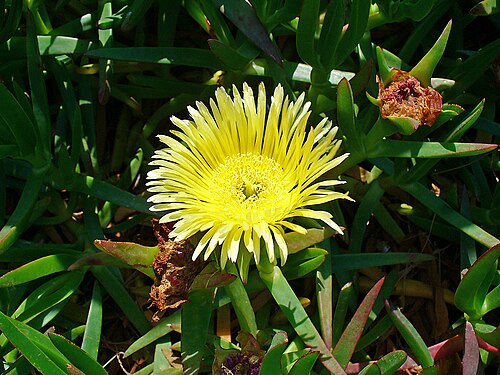Hottentot fig: Carpobrotus edulis ( L. ) N.E. Br. , Hottentot-fig; Young flower; Kos , Greece .