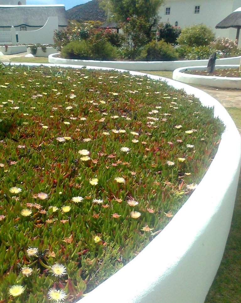Hottentot fig: Carpobrotus edulis