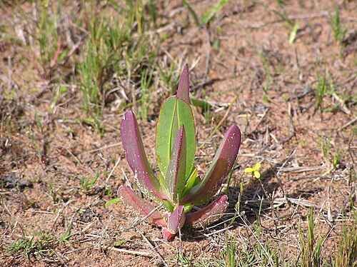 Hottentot fig: Tienie Versfeld Wildflower Reserve, Gemeinde Swartland, Distrikt Westküste, Provinz Westkap in Südafrika