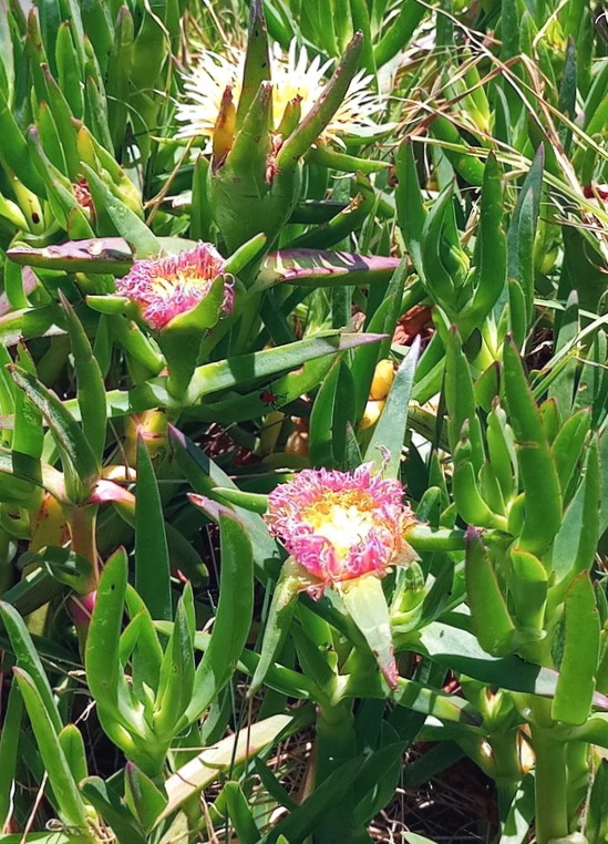 Hottentot fig: Carpobrotus edulis - WC South Africa