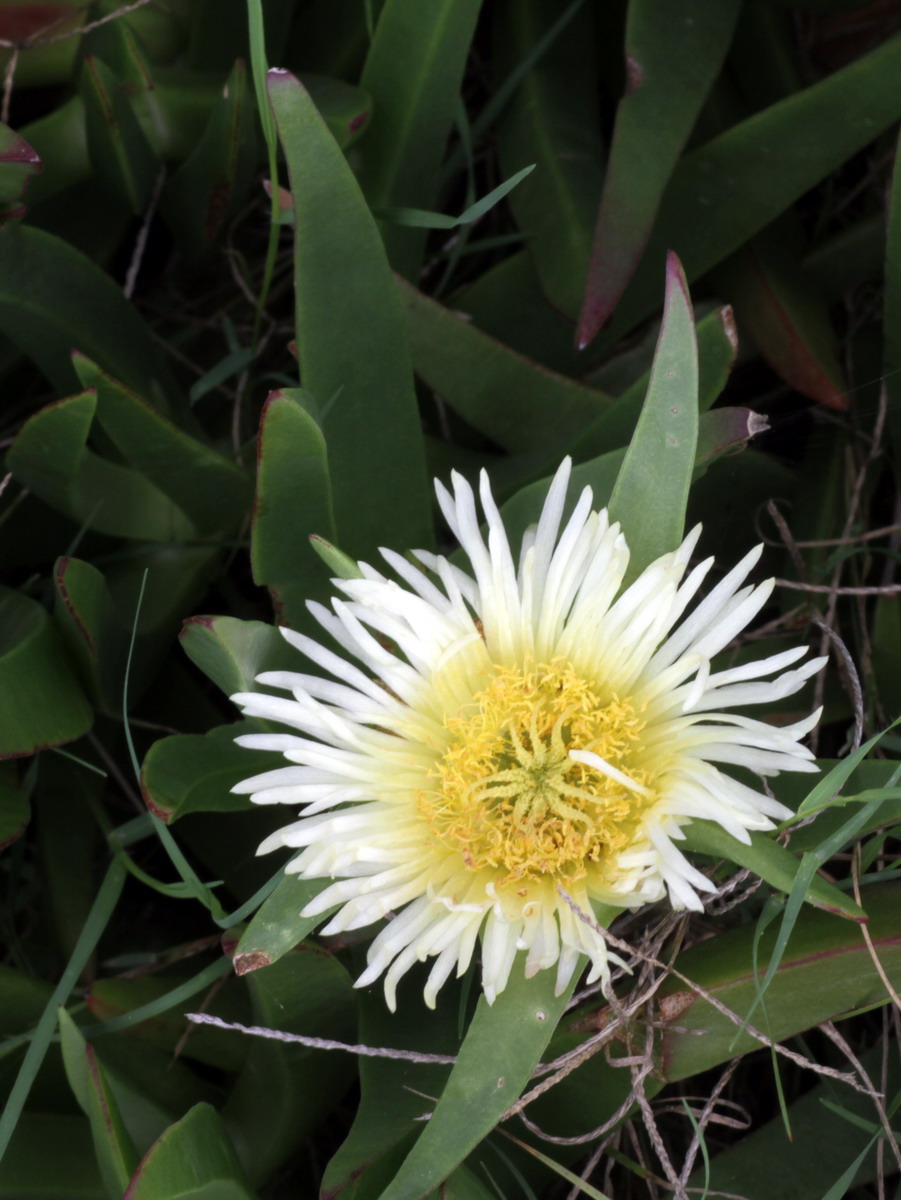 Hottentot fig: South Africa. Bontebok National Park.
