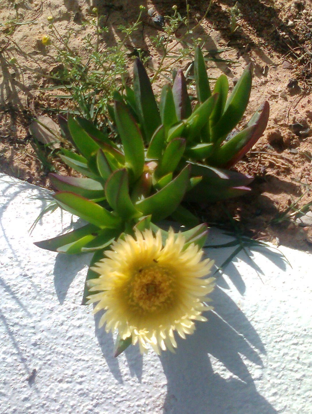 Hottentot fig: Carpobrotus edulis