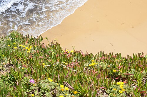 Hottentot fig: Ras Enjla - Cap Hmem - Sidi El Béchir
