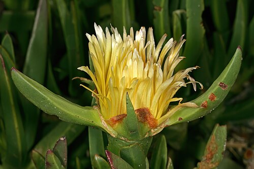 Hottentot fig: Carpobrotus edulis , flower (side view); Strandveld, Cape Columbine Nature Reserve, Western Cape, South Africa