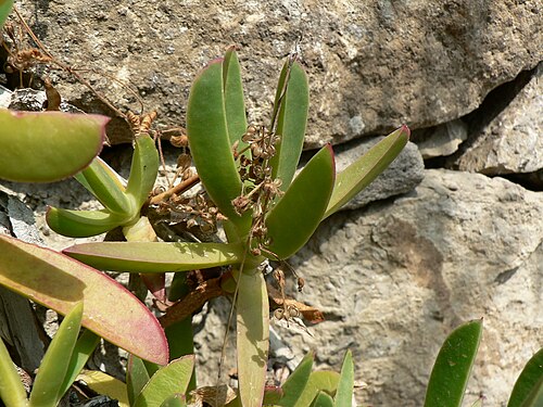 Hottentot fig: Carpobrotus edulis , Botanical Garden Hanbury at Ventimiglia, Italy