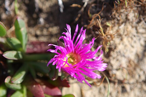 Carpobrotus rossii: Carpobrotus rossii Common Ice Plant (also known as pigface) "Known botanically as the Aizoaceae