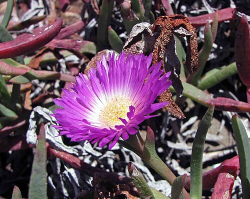 Carpobrotus rossii: Carpobrotus rossii [澳洲 Cranbourne Royal Botanic Gardens, Australia]